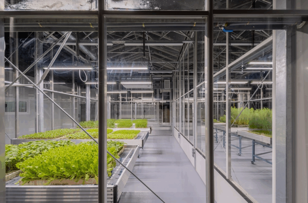 Pantallas térmicas invernadero