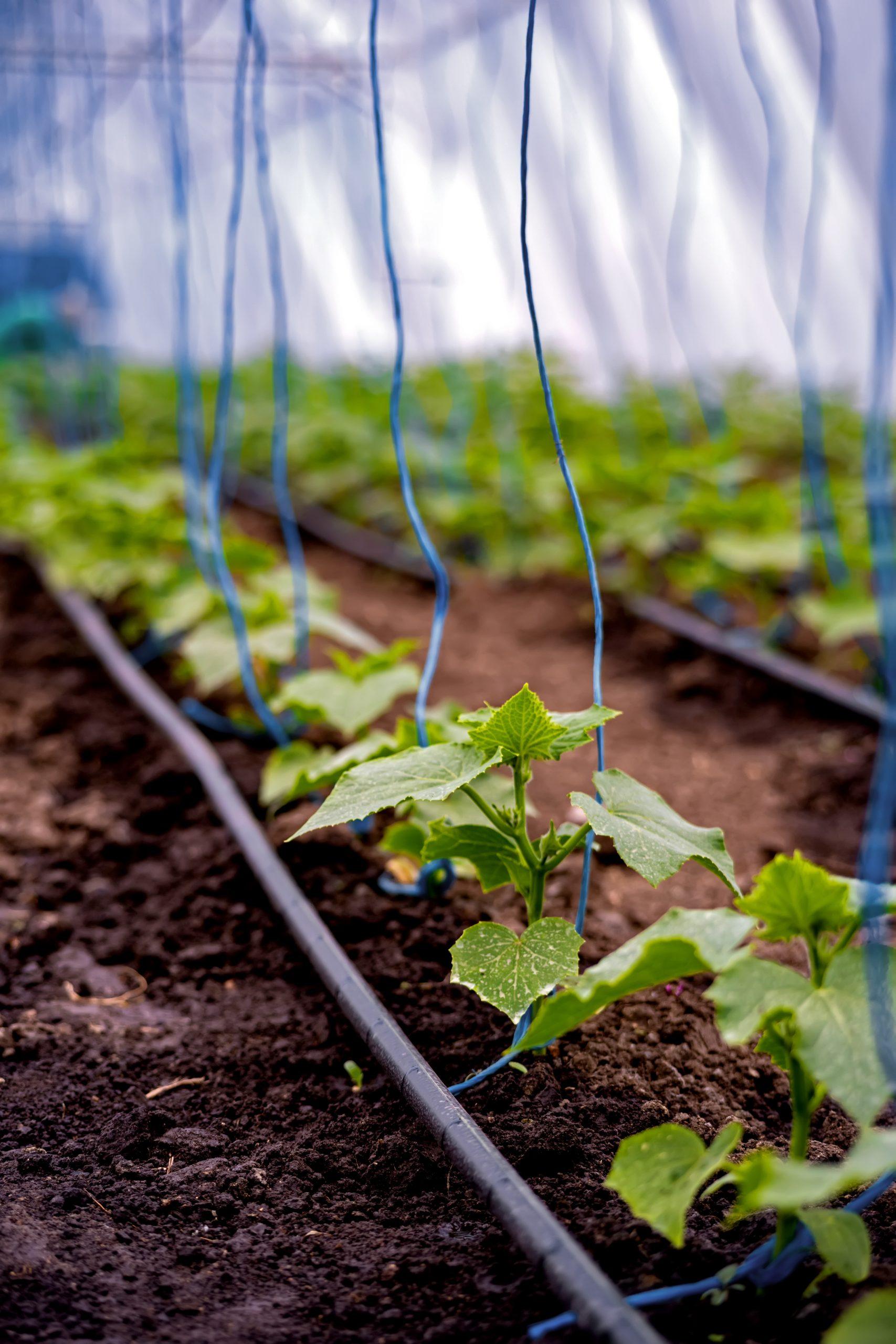 seedlings of cucumbers in a greenhouse on irrigation.